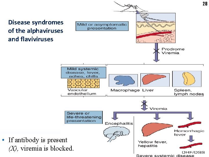 28 Disease syndromes of the alphaviruses and ﬂaviviruses • If antibody is present (X),