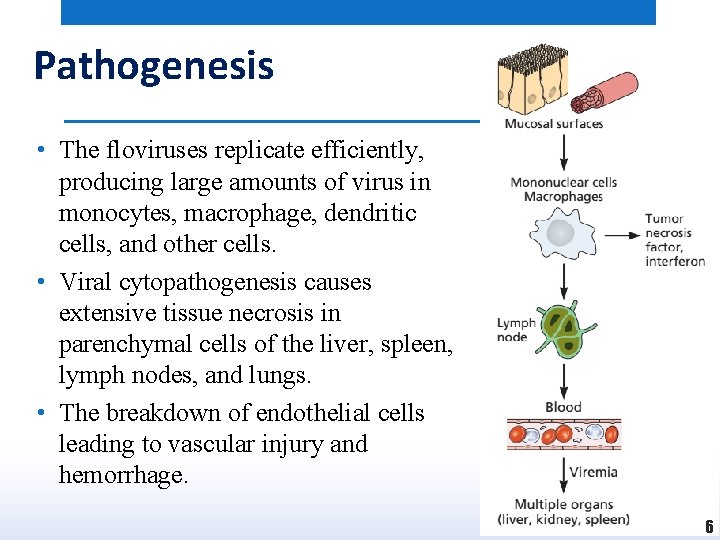 Pathogenesis • The floviruses replicate efficiently, producing large amounts of virus in monocytes, macrophage,