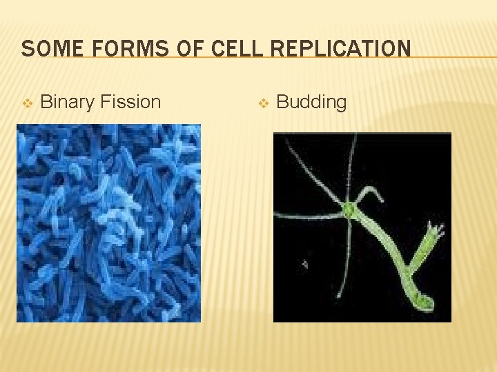 SOME FORMS OF CELL REPLICATION v Binary Fission v Budding 