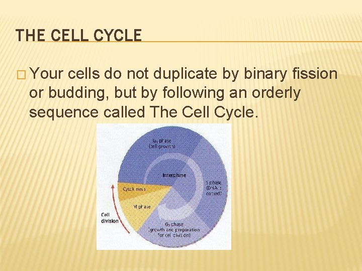 THE CELL CYCLE � Your cells do not duplicate by binary fission or budding,