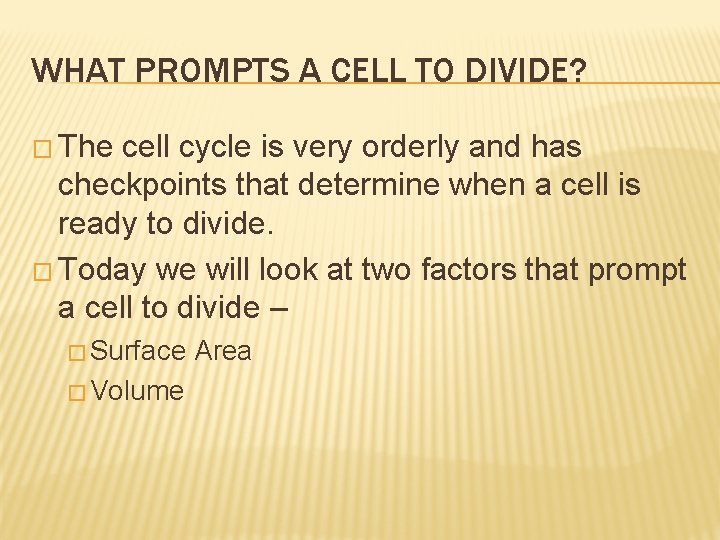WHAT PROMPTS A CELL TO DIVIDE? � The cell cycle is very orderly and