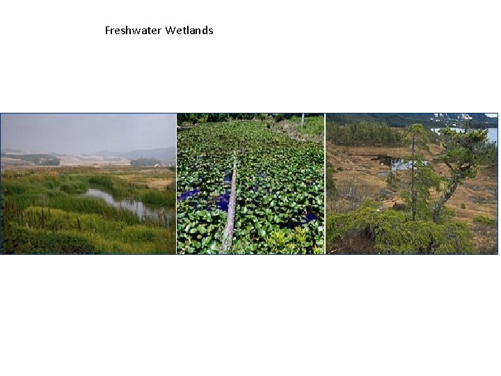 Freshwater Wetlands 