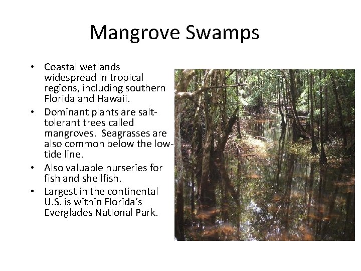 Mangrove Swamps • Coastal wetlands widespread in tropical regions, including southern Florida and Hawaii.