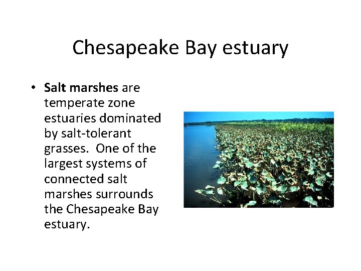 Chesapeake Bay estuary • Salt marshes are temperate zone estuaries dominated by salt-tolerant grasses.