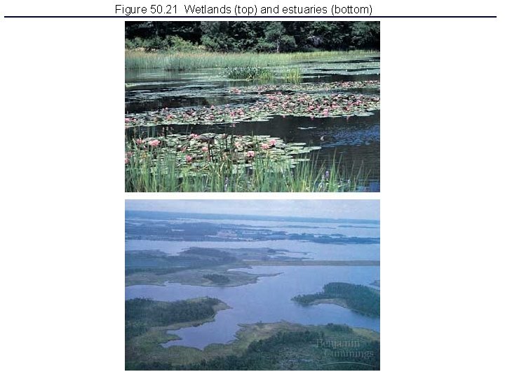 Figure 50. 21 Wetlands (top) and estuaries (bottom) 