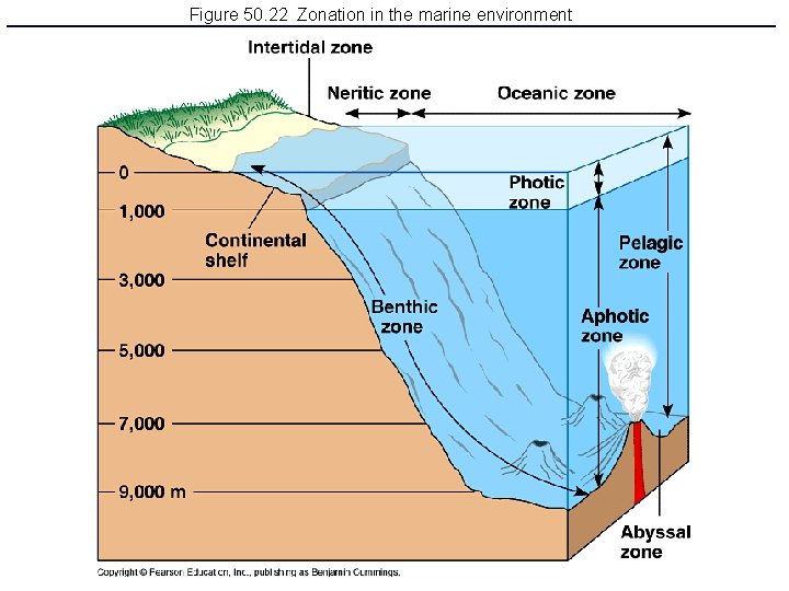 Figure 50. 22 Zonation in the marine environment 