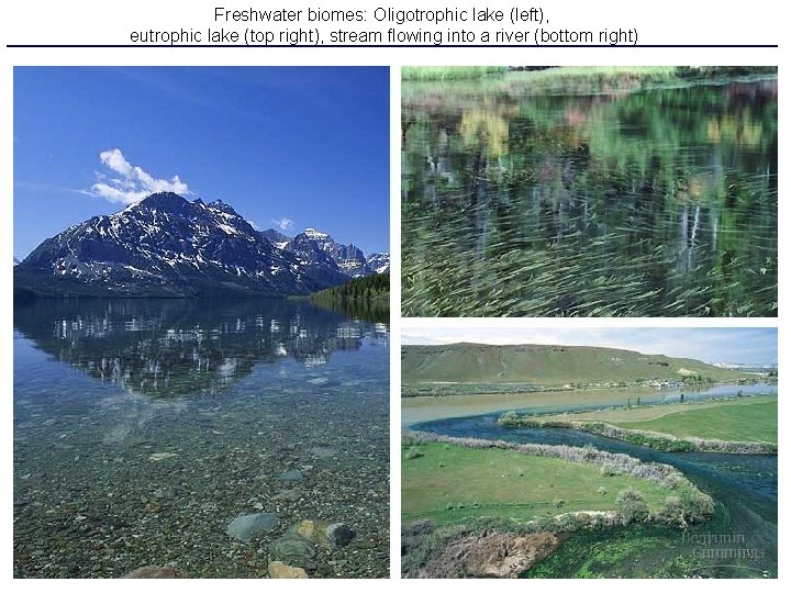 Freshwater biomes: Oligotrophic lake (left), eutrophic lake (top right), stream flowing into a river