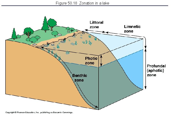 Figure 50. 18 Zonation in a lake 