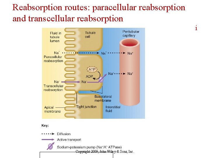 Rectisol Absorption System The Urinary System Muse 2440 lecture 7 31412