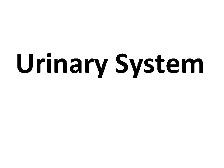 Urinary System 