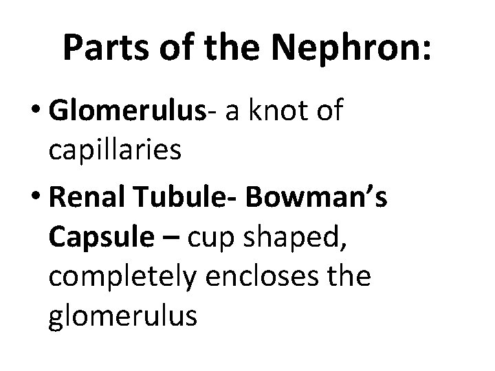 Parts of the Nephron: • Glomerulus- a knot of capillaries • Renal Tubule- Bowman’s