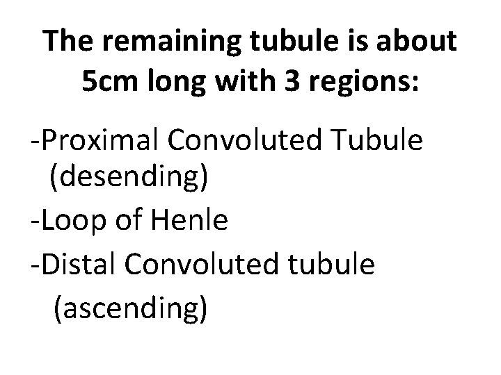 The remaining tubule is about 5 cm long with 3 regions: -Proximal Convoluted Tubule