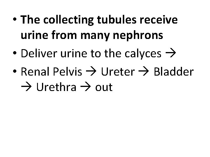  • The collecting tubules receive urine from many nephrons • Deliver urine to