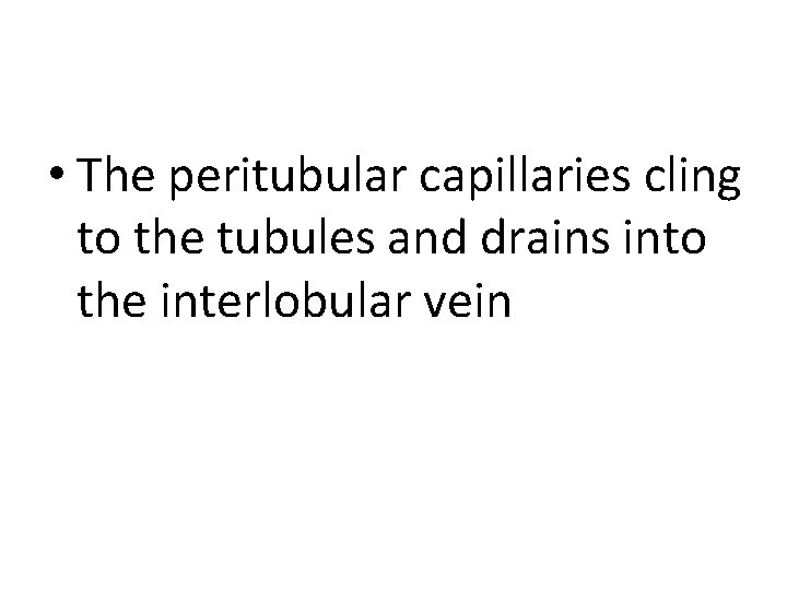  • The peritubular capillaries cling to the tubules and drains into the interlobular