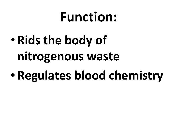 Function: • Rids the body of nitrogenous waste • Regulates blood chemistry 