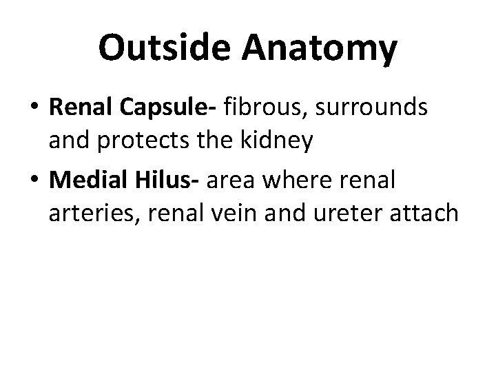 Outside Anatomy • Renal Capsule- fibrous, surrounds and protects the kidney • Medial Hilus-