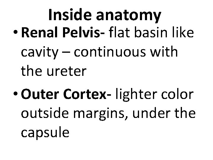 Inside anatomy • Renal Pelvis- flat basin like cavity – continuous with the ureter