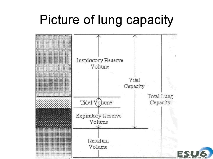 Picture of lung capacity 