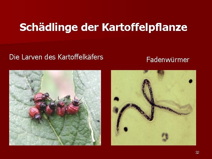 Schädlinge der Kartoffelpflanze Die Larven des Kartoffelkäfers Fadenwürmer 32 