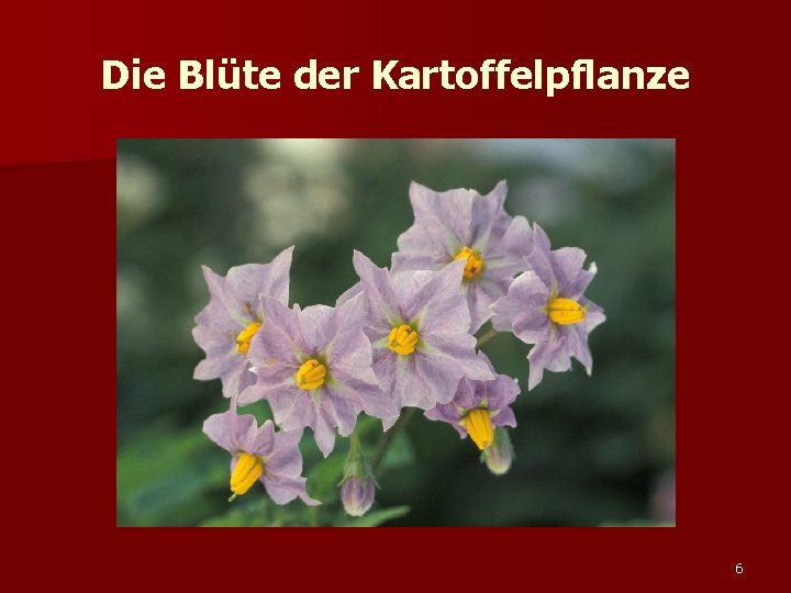 Die Blüte der Kartoffelpflanze 6 