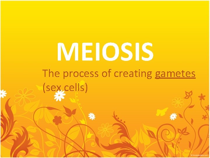 MEIOSIS The process of creating gametes (sex cells) 