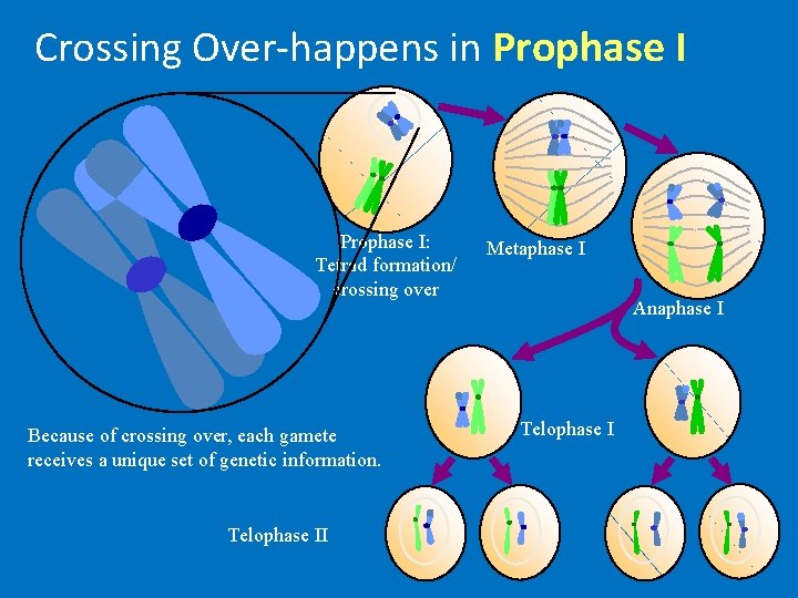 Crossing Over-happens in Prophase I: Tetrad formation/ crossing over Because of crossing over, each