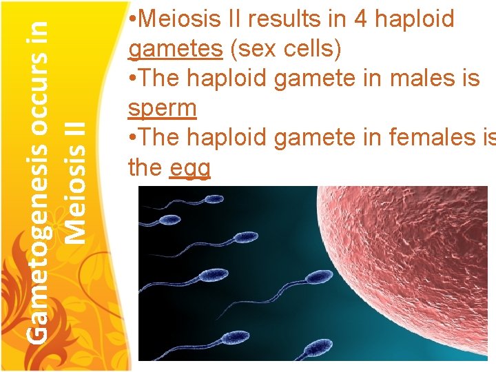 Gametogenesis occurs in Meiosis II • Meiosis II results in 4 haploid gametes (sex