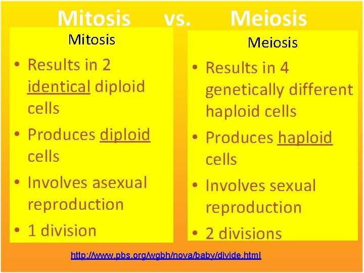 Mitosis • Results in 2 identical diploid cells • Produces diploid cells • Involves