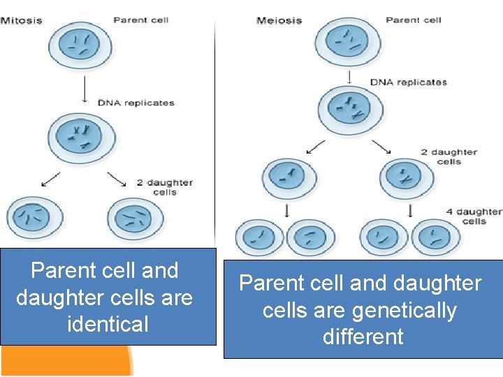 Parent cell and daughter cells are identical Parent cell and daughter cells are genetically