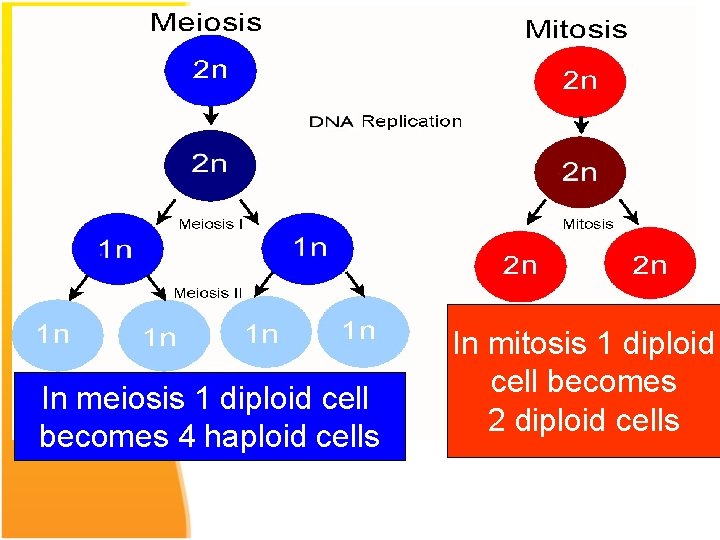 In meiosis 1 diploid cell becomes 4 haploid cells In mitosis 1 diploid cell