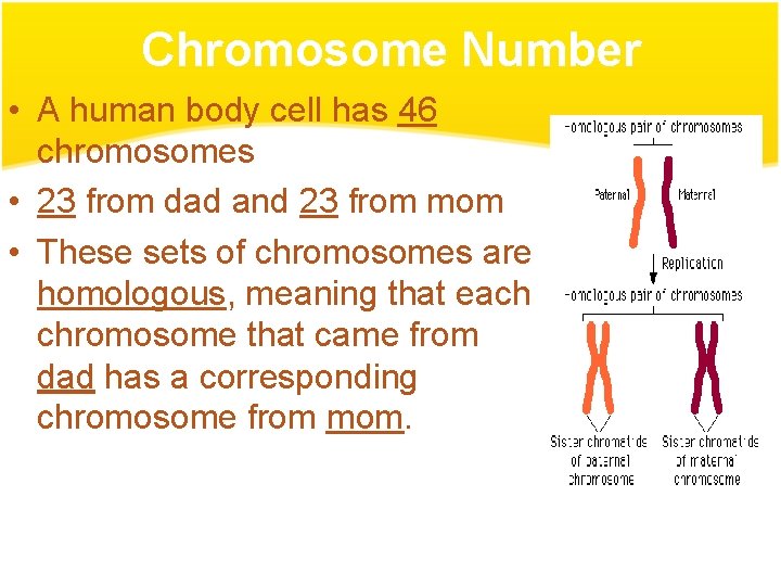 Chromosome Number • A human body cell has 46 chromosomes • 23 from dad