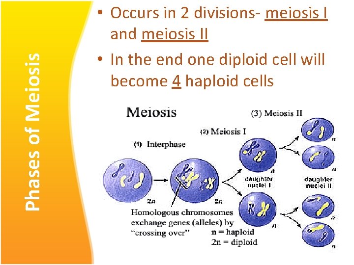Phases of Meiosis • Occurs in 2 divisions- meiosis I and meiosis II •