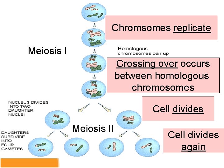 Chromsomes replicate Meiosis I Crossing over occurs between homologous chromosomes Cell divides Meiosis II