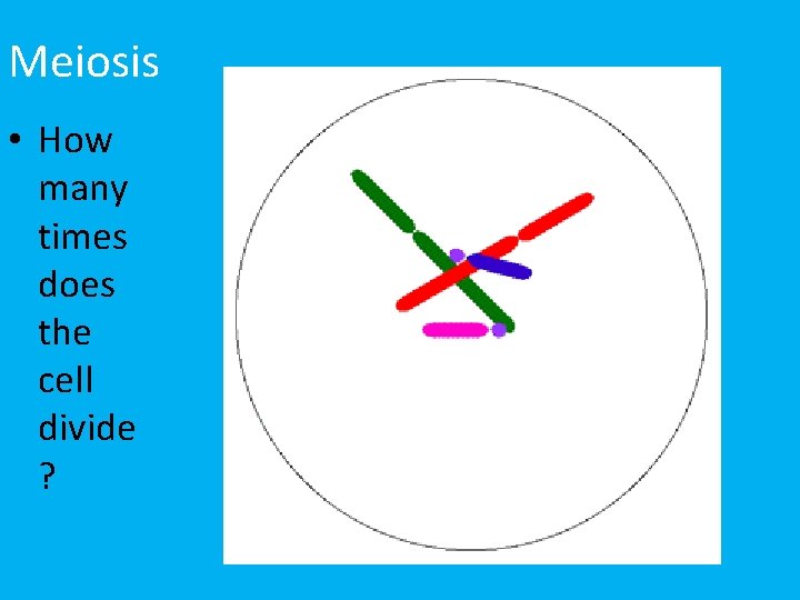 Meiosis • How many times does the cell divide ? 
