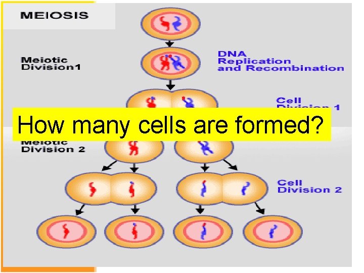 How many cells are formed? 