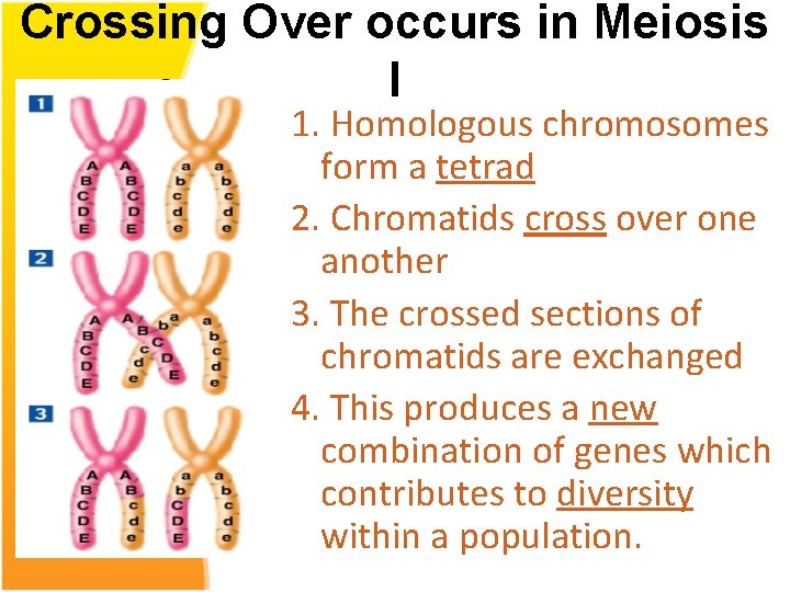 Crossing Over occurs in Meiosis I 1. Homologous chromosomes form a tetrad 2. Chromatids
