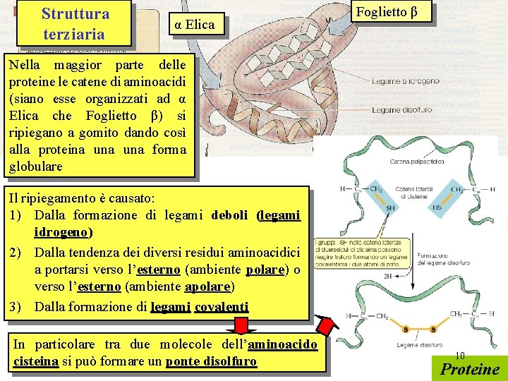 Struttura terziaria α Elica Foglietto β Nella maggior parte delle proteine le catene di