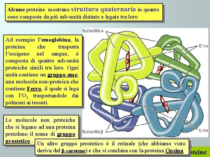 Alcune proteine mostrano struttura quaternaria in quanto sono composte da più sub-unità distinte e
