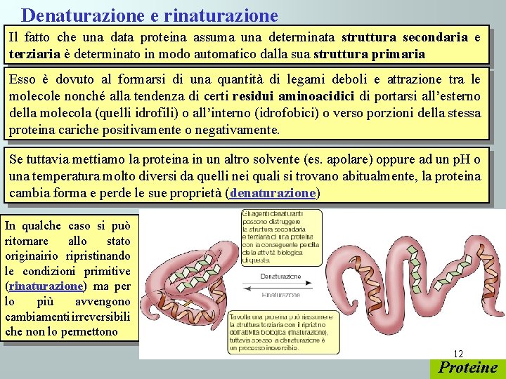 Denaturazione e rinaturazione Il fatto che una data proteina assuma una determinata struttura secondaria