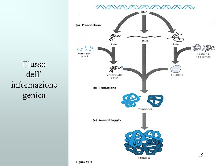 Flusso dell’ informazione genica 15 