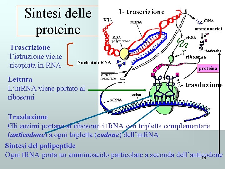 Sintesi delle proteine Trascrizione l’istruzione viene ricopiata in RNA 1 - trascrizione amminoacidi ribosoma