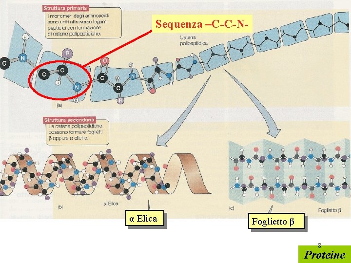 Sequenza –C-C-N- α Elica Foglietto β 8 Proteine 