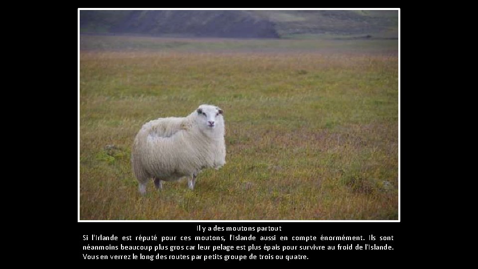 Il y a des moutons partout Si l'Irlande est réputé pour ces moutons, l'Islande