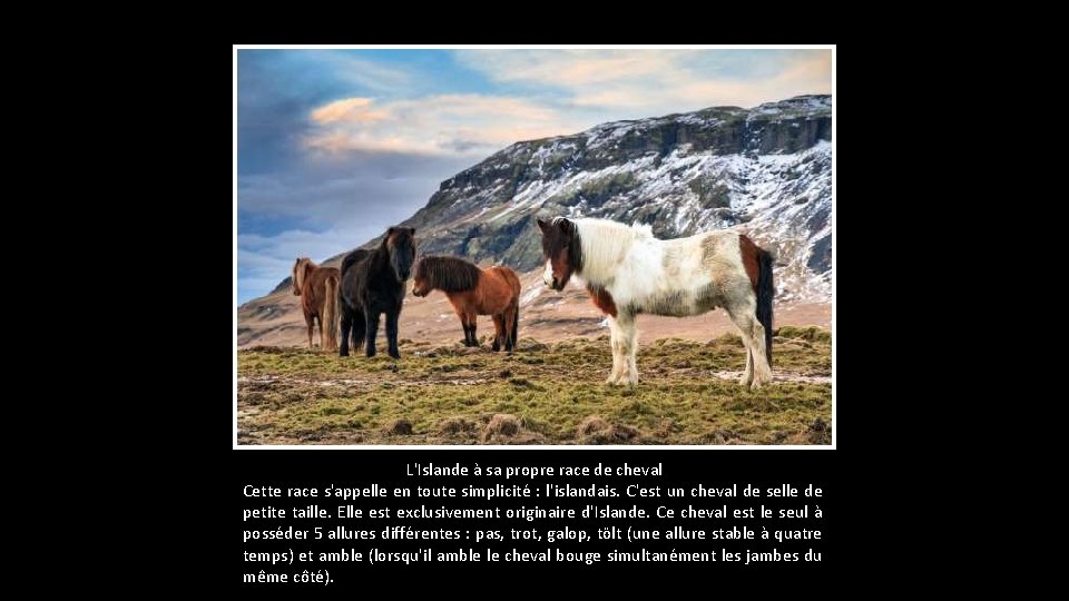 L'Islande à sa propre race de cheval Cette race s'appelle en toute simplicité :