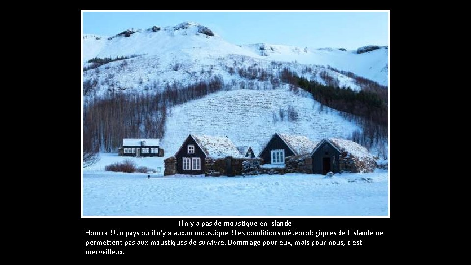 Il n'y a pas de moustique en Islande Hourra ! Un pays où il