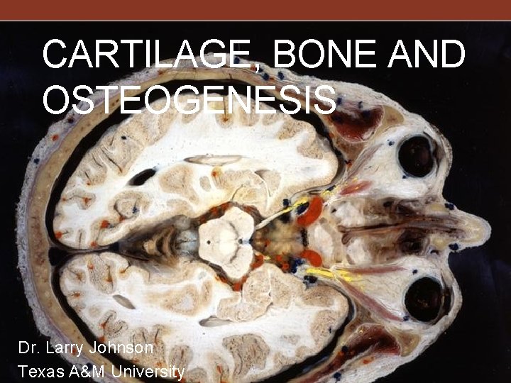 CARTILAGE, BONE AND OSTEOGENESIS Dr. Larry Johnson Texas A&M University 