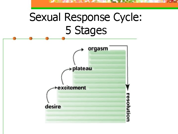 Sexual Response Cycle: 5 Stages 