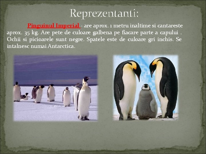 Reprezentanti: Pinguinul Imperial - are aprox. 1 metru inaltime si cantareste aprox. 35 kg.