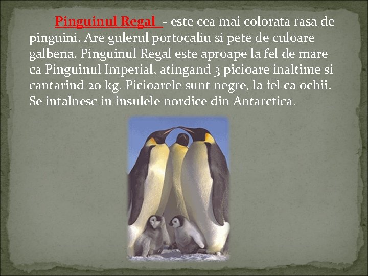 Pinguinul Regal - este cea mai colorata rasa de pinguini. Are gulerul portocaliu si