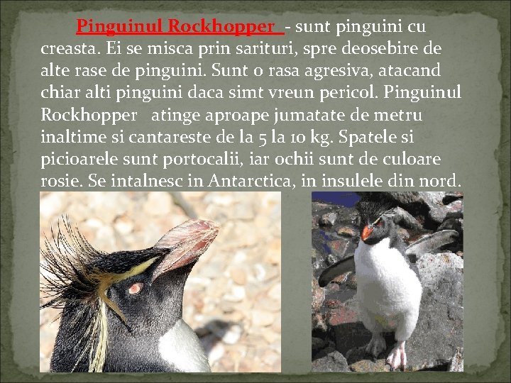 Pinguinul Rockhopper - sunt pinguini cu creasta. Ei se misca prin sarituri, spre deosebire